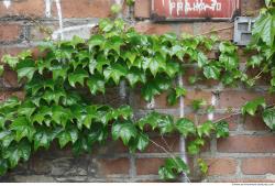 Photo Textures of Ivy